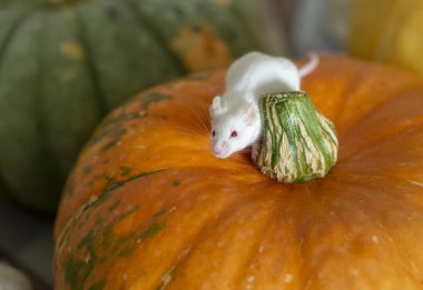 beyaz fare bir kabak üzerinde oturan