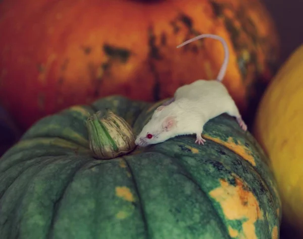 Vit mus sitter på en pumpa — Stockfoto