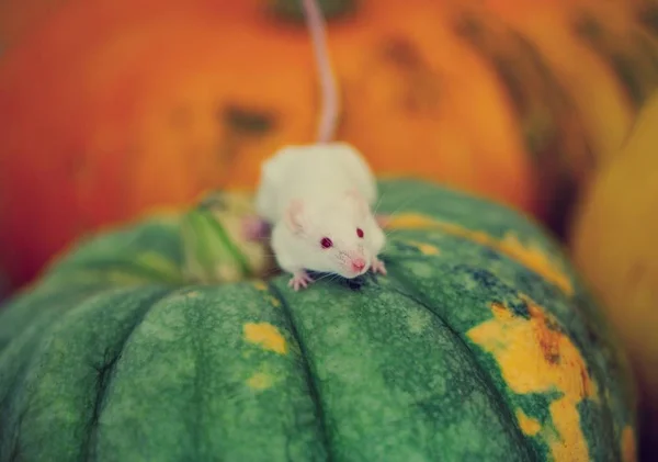 White mouse sitting on a pumpkin — Stock Photo, Image
