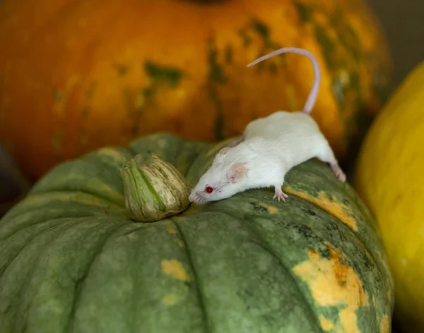 white mouse sitting on a pumpkin