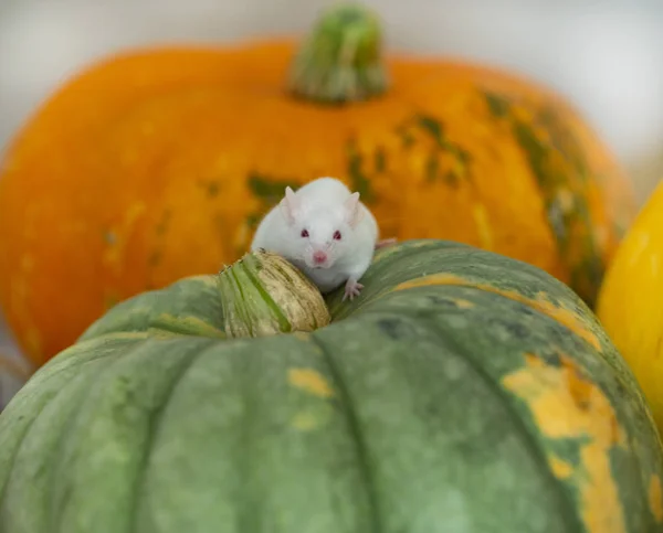 Λευκό ποντίκι κάθεται σε μια κολοκύθα — Φωτογραφία Αρχείου