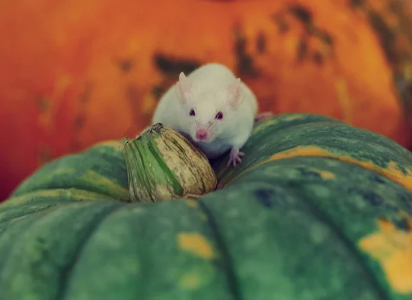 Ratón blanco sentado en una calabaza — Foto de Stock