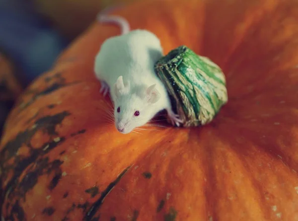 Ratón blanco sentado en una calabaza — Foto de Stock