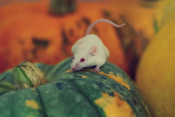 Weiße Maus sitzt auf einem Kürbis — Stockfoto