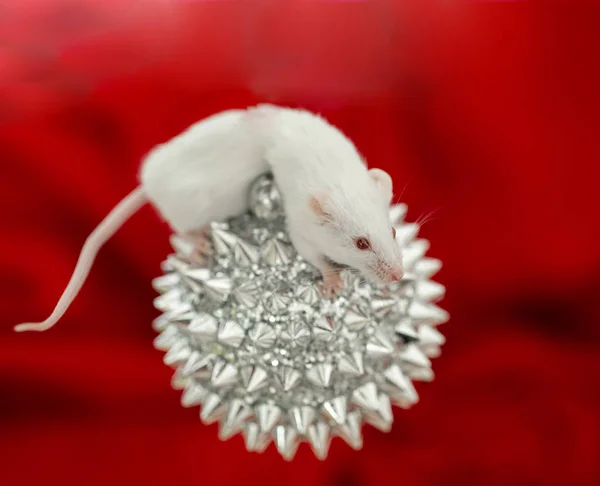 White mouse symbol of 2020 on the Christmas decor — ストック写真