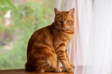 Köydeki bir verandada kırmızı bir kedi oturuyor.