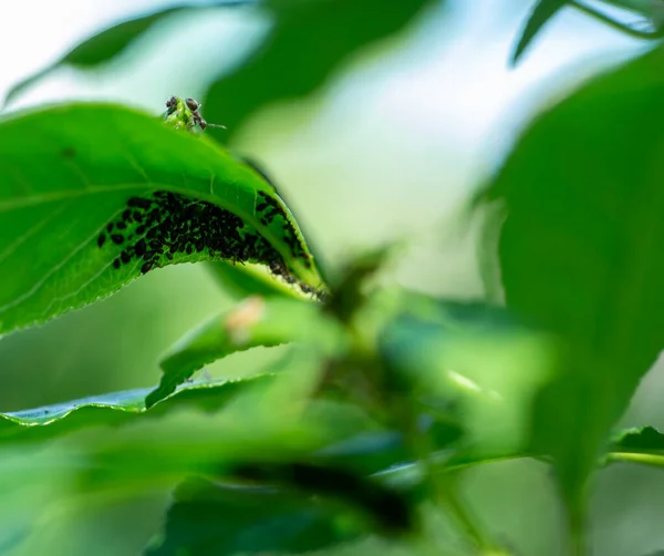 Plant Affected Aphids Ants Monitor Work Aphids Green Leaves — Stock Photo, Image