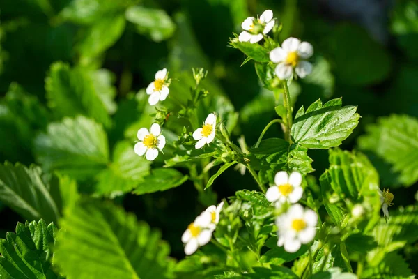 Virágzó Szamóca Erdőben Tavasszal Szamóca Virágban — Stock Fotó