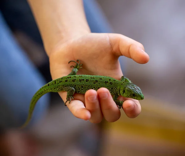 Lagarto Verde Mano Del Niño Cerca Lagarto Verde —  Fotos de Stock