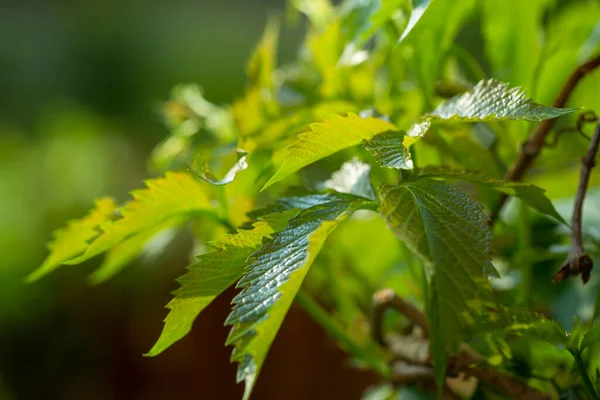 Young shoots of grapes in early spring — Stock Image Young Shoots Grapes Early Spring Stock Photo