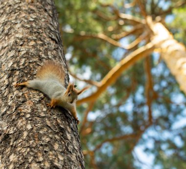 Ağaçtaki sincap güvenliği izler, bir sincabın ağaçta gizlenebilme yeteneğini.