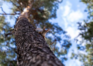 Ağaçtaki sincap güvenliği izler, bir sincabın ağaçta gizlenebilme yeteneğini.