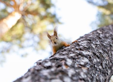 Ağaçtaki sincap güvenliği izler, bir sincabın ağaçta gizlenebilme yeteneğini.