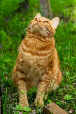 Kızıl kedi ağaca bakar.