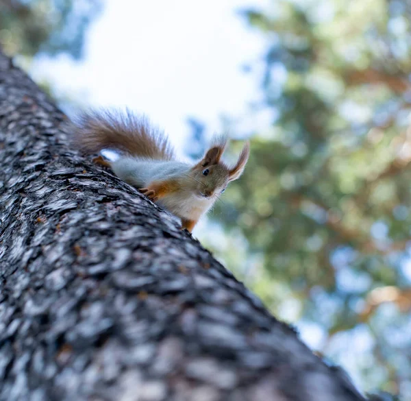Esquilo Árvore Monitora Segurança Capacidade Esquilo Para Disfarçar Uma Árvore — Fotografia de Stock