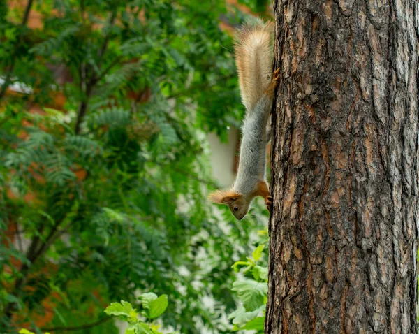 Scoiattolo Nell Albero Controlla Sicurezza Capacità Uno Scoiattolo Travestirsi Albero — Foto Stock