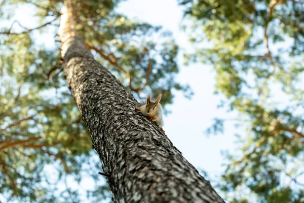 Esquilo Árvore Monitora Segurança Capacidade Esquilo Para Disfarçar Uma Árvore — Fotografia de Stock