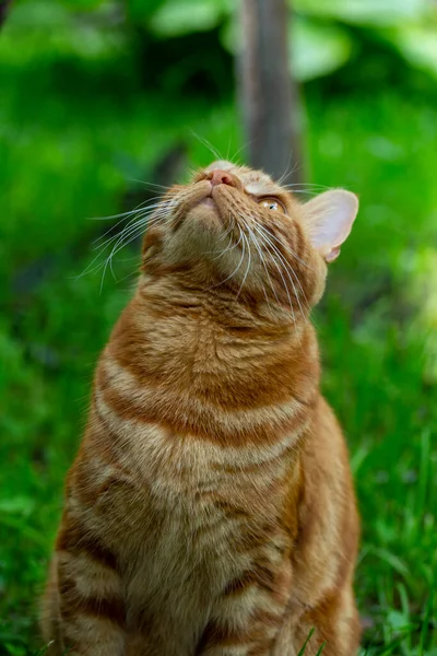 赤い猫は木を見上げ — ストック写真