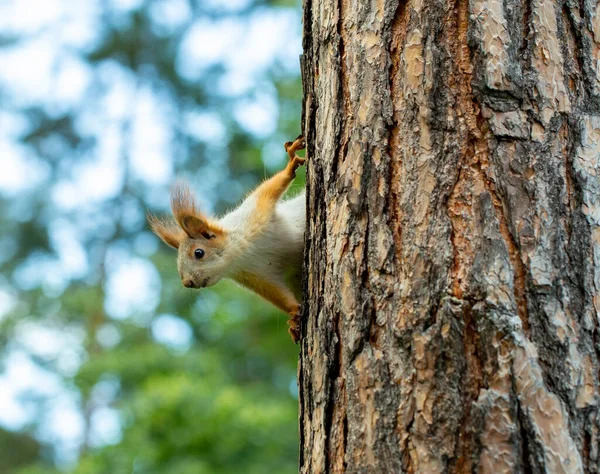 Ekorren Rinner Genom Träden Tallskogen Jakt Efter Föda Tidigt Våren — Stockfoto