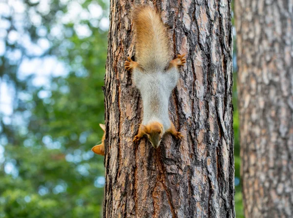 Gato Vermelho Tenta Caçar Esquilo Uma Floresta Pinheiros Jardim — Fotografia de Stock