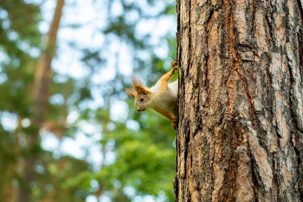 Esquilo Corre Através Das Árvores Floresta Pinheiros Busca Comida Início — Fotografia de Stock