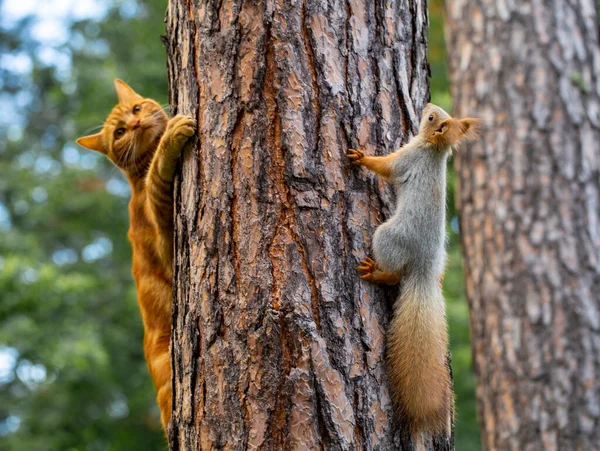 Gato Vermelho Tenta Caçar Esquilo Uma Floresta Pinheiros Jardim — Fotografia de Stock