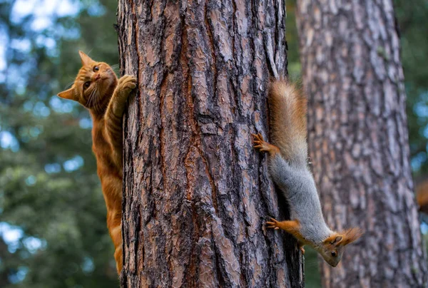 Gato Vermelho Tenta Caçar Esquilo Uma Floresta Pinheiros Jardim — Fotografia de Stock