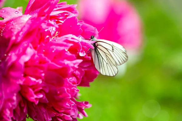 Peonies White Butterflies Rain Garden Close — Stock Photo, Image