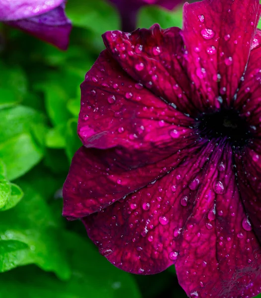 Flores Depois Chuva Close Gotas Flores — Fotografia de Stock