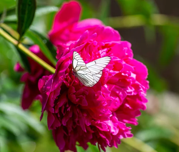 Peonies White Butterflies Rain Garden Close — Stock Photo, Image