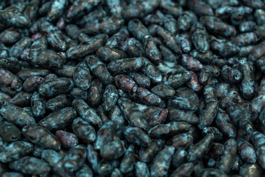 Meyveli hanımeli yakın plan. Hanımeli üzümünün dokusu yakın plan.