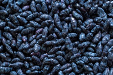 Meyveli hanımeli yakın plan. Hanımeli üzümünün dokusu yakın plan.