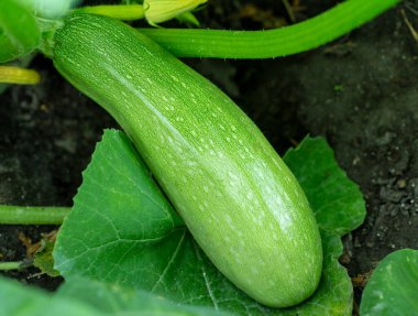 Taze kabak bahçeye yakın çekim.