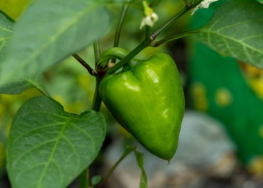 Bahçede sapı olan taze yeşil biber. Yaklaş.