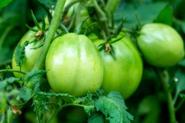 Taze olgunlaşmamış domatesler bahçeye yakın.