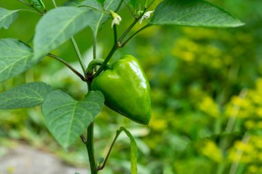 Bahçede sapı olan taze yeşil biber. Yaklaş.