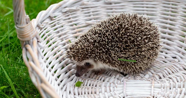 Bahçedeki Yeşil Çimlerin Üzerinde Beyaz Bir Sepetin Içinde Kirpi — Stok fotoğraf