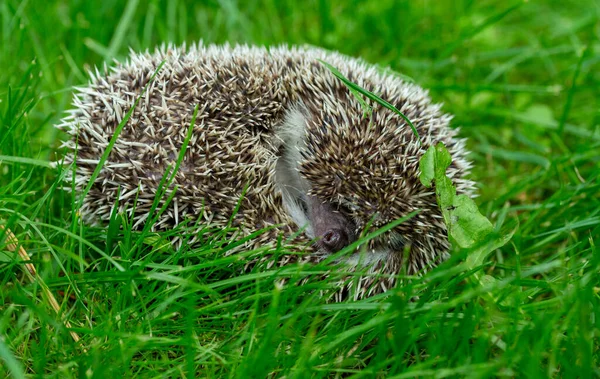 Hérisson Sur Herbe Verte Dans Jardin — Photo