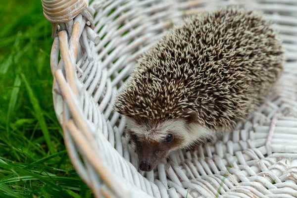 Hérisson Dans Panier Blanc Sur Herbe Verte Dans Jardin — Photo