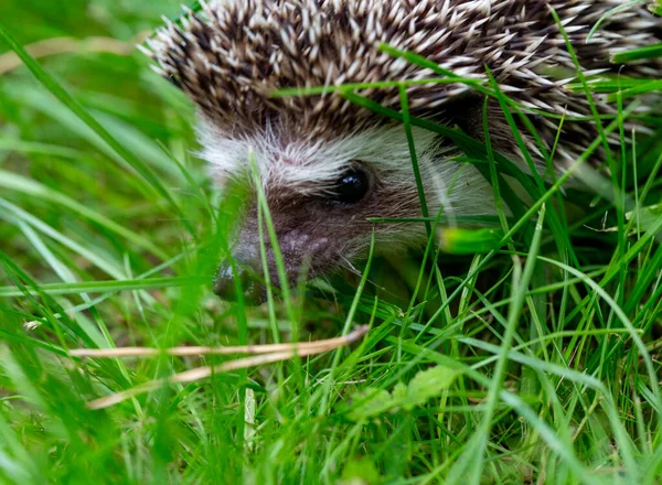 Hérisson Sur Herbe Verte Dans Jardin — Photo