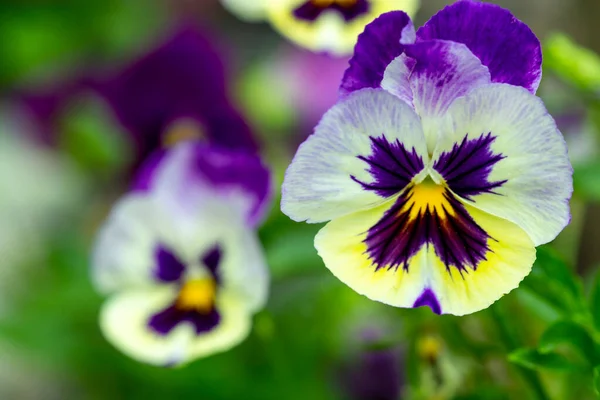 flowers pansies in the garden close up