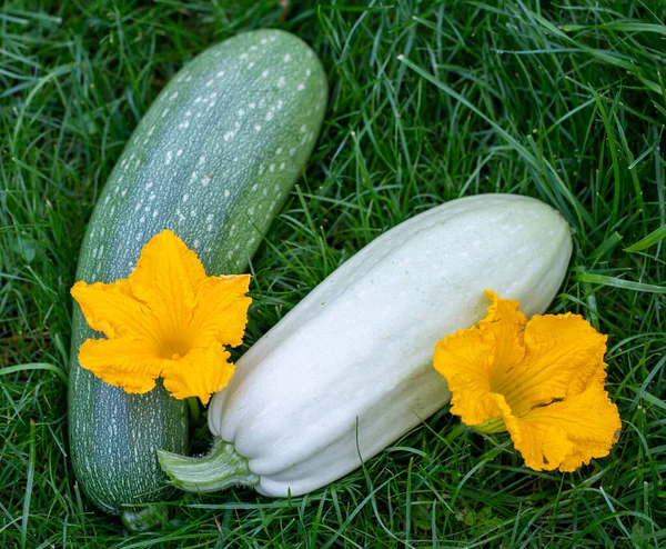 Organic Vegetables Zucchini Green Grass Garden — Stock Photo, Image
