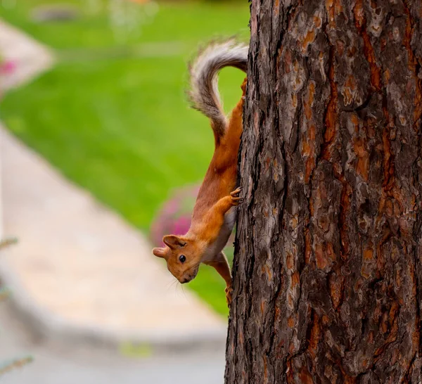 Esquilo Uma Árvore Início Manhã Jardim Verão — Fotografia de Stock