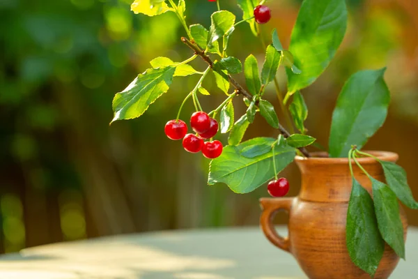 Branch Ripe Cherries Ceramic Vase Summer Garden — Stock Photo, Image