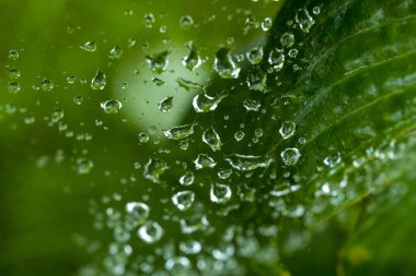 Bahçedeki yeşil çimenlerin arka planına karşı kısmi bulanık bir web üzerindeki damlaların arkaplanı