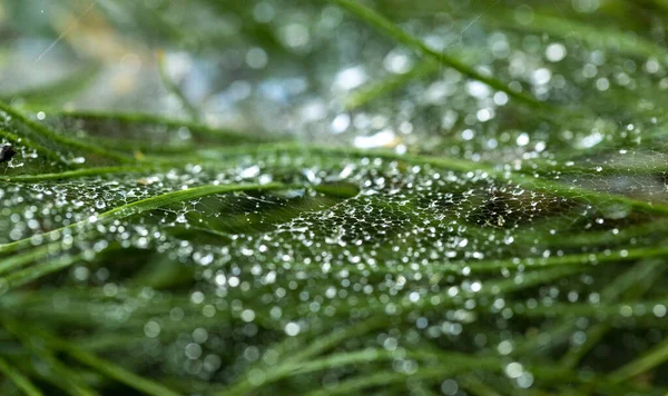 Bahçedeki Yeşil Çimenlerin Arka Planına Karşı Kısmi Bulanık Bir Web — Stok fotoğraf