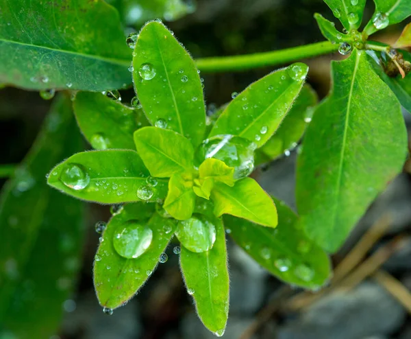 Gotas Folhas Verdes Depois Chuva Verão — Fotografia de Stock