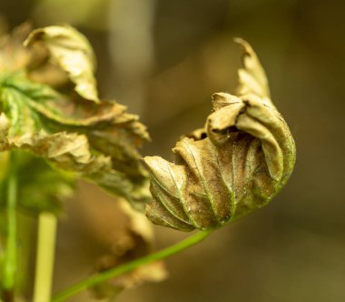Bahçedeki üzümlü bir çalıda kuru yapraklar.