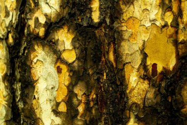 Kahverengi tonlarda çam ağacının dokusu