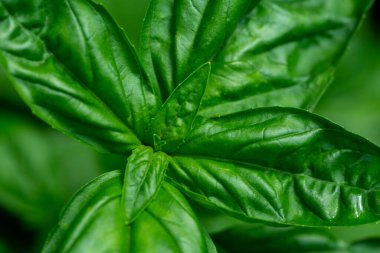 Bahçede yeşil fesleğen, fesleğen yaprakları